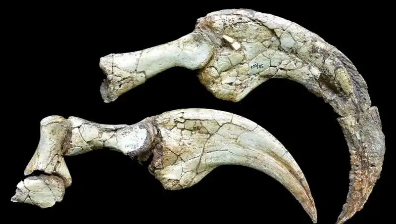 Gobi Çölü'nde Keşfedilen Yeni Dinozor Türü Bilim Dünyasını Şaşkına Çevirdi